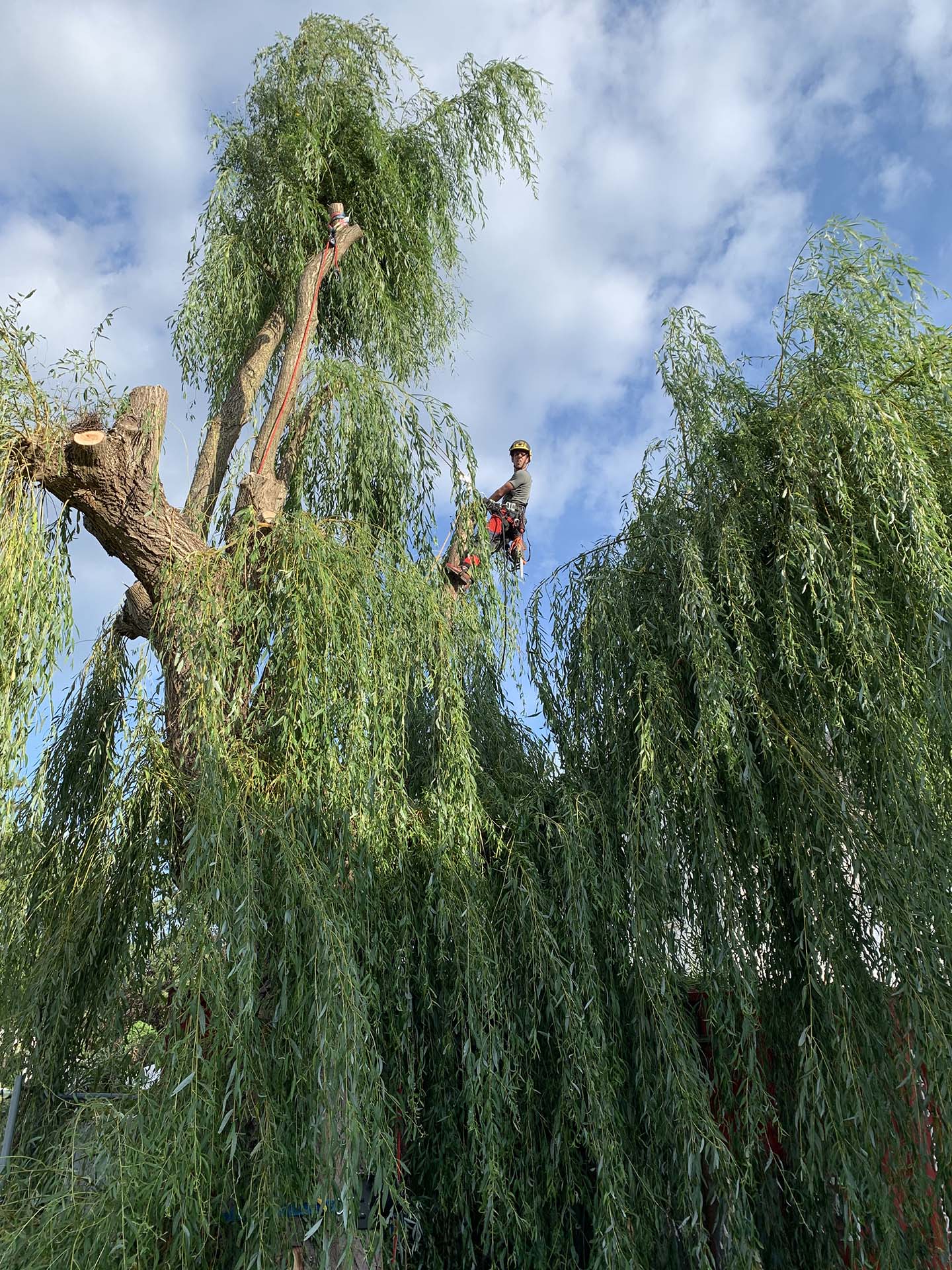 Amicis Groenvoorziening - Boomverzorging 3